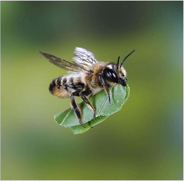 ادعای جدید صداوسیما|درمان کرونا با نیش زنبورعسل+فیلم