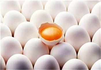 دلیل گران شدن تخم مرغ چیست؟/قیمت تخم مرغ کاهش می یابد؟