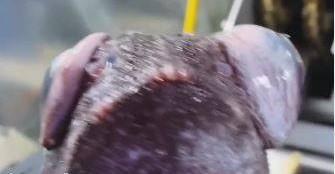 ببینید| صید ماهی ملقب به "ماهی شیطان" توسط ماهیگیر روس