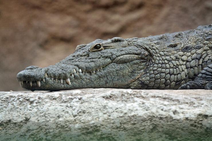 تمساح پرحاشیه دریاچه چیتگر پیدا شد!