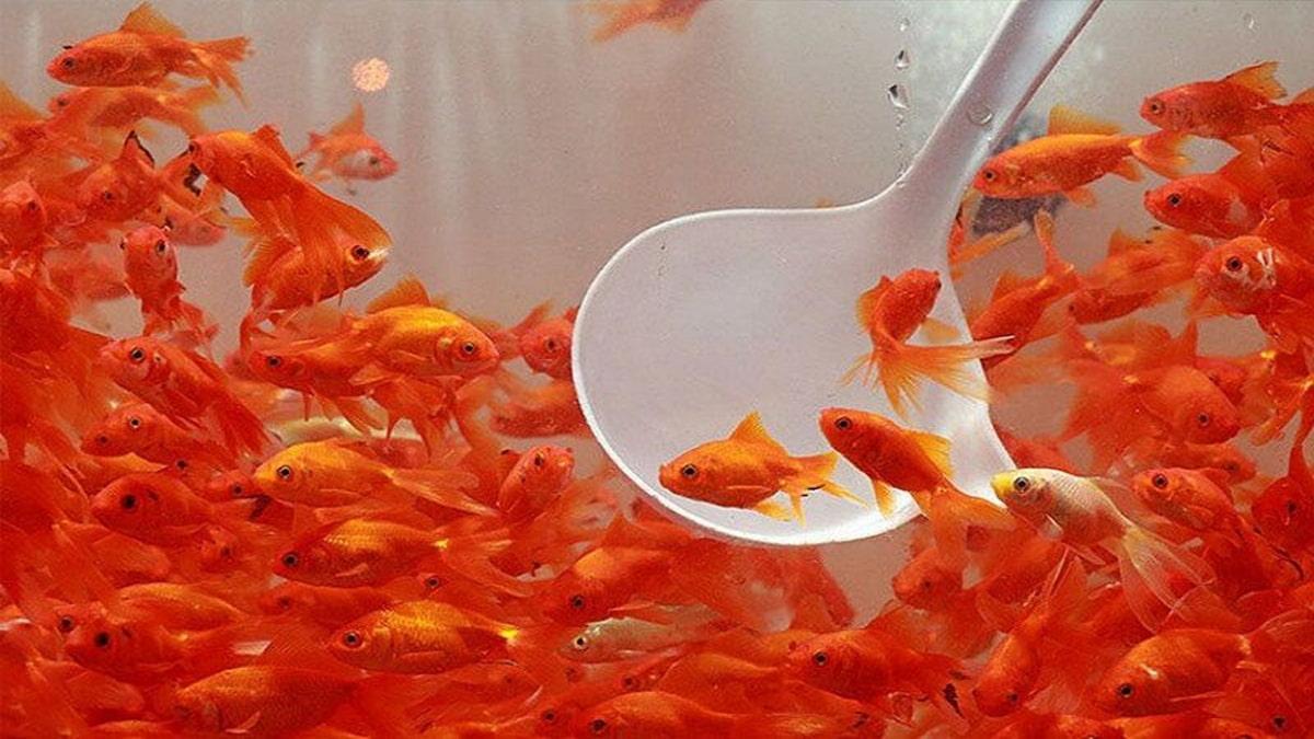 چگونه عمر ماهی قرمز را بیشتر کنیم؟ | چه کاری انجام بدیم تا ماهی قرمز عید بیشتر عمر کند؟