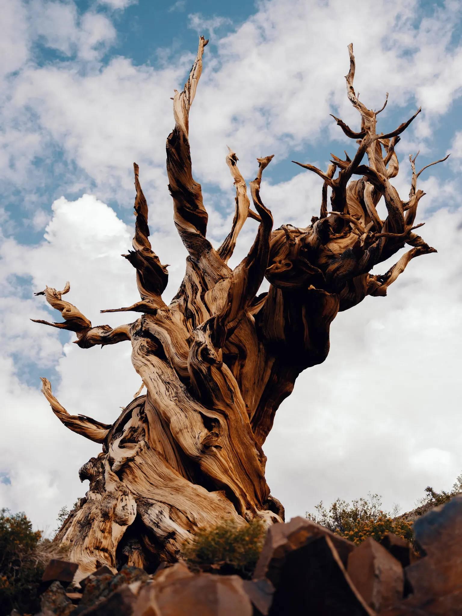 پیرترین درخت زنده‌ی دنیا کشف شد | تصاویر عجیب و باورنکردنی