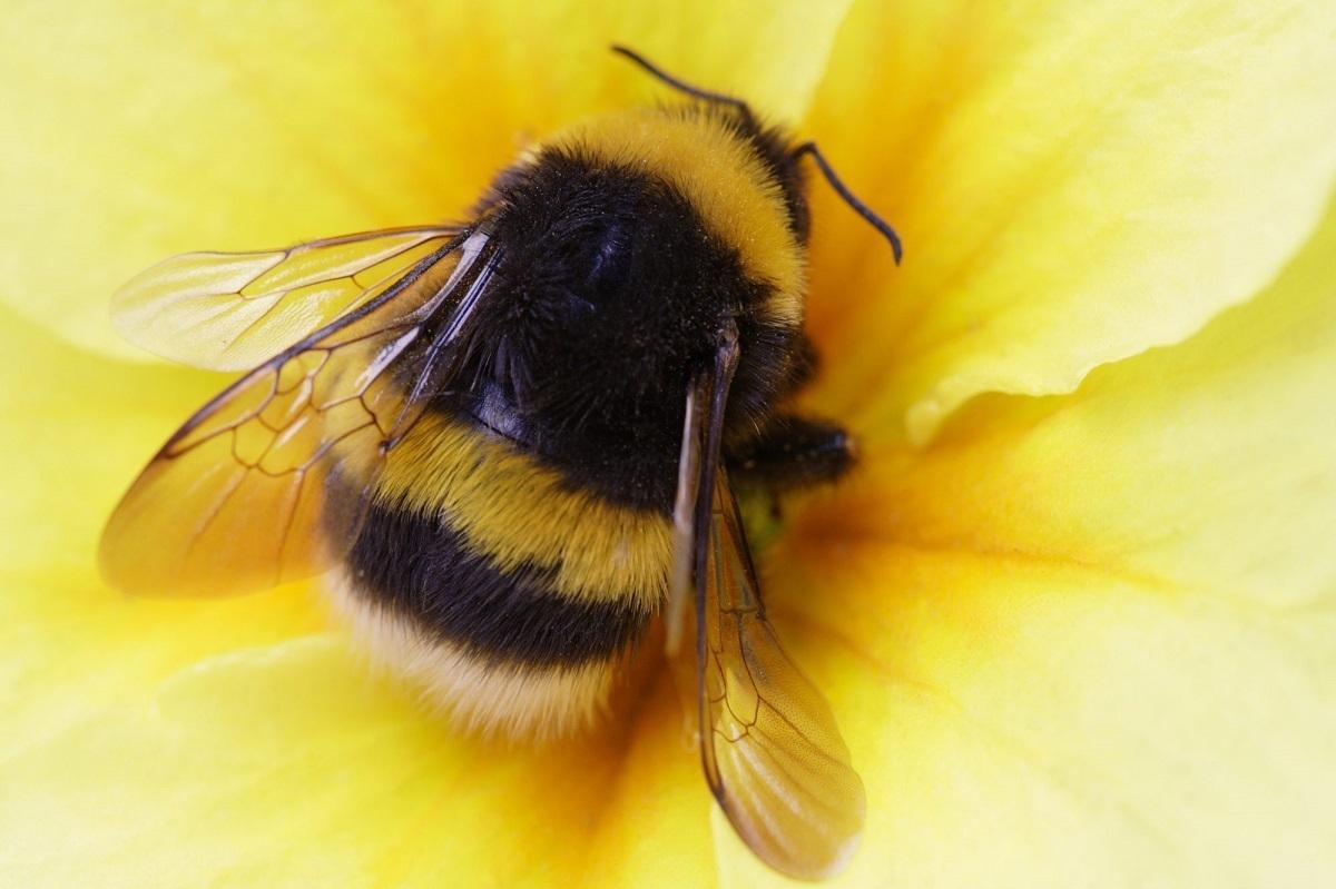 زنبور‌ها می‌توانند فوتبال بازی کنند! / ۱۰ حقیقت که هیچ وقت باور نخواهید کرد!