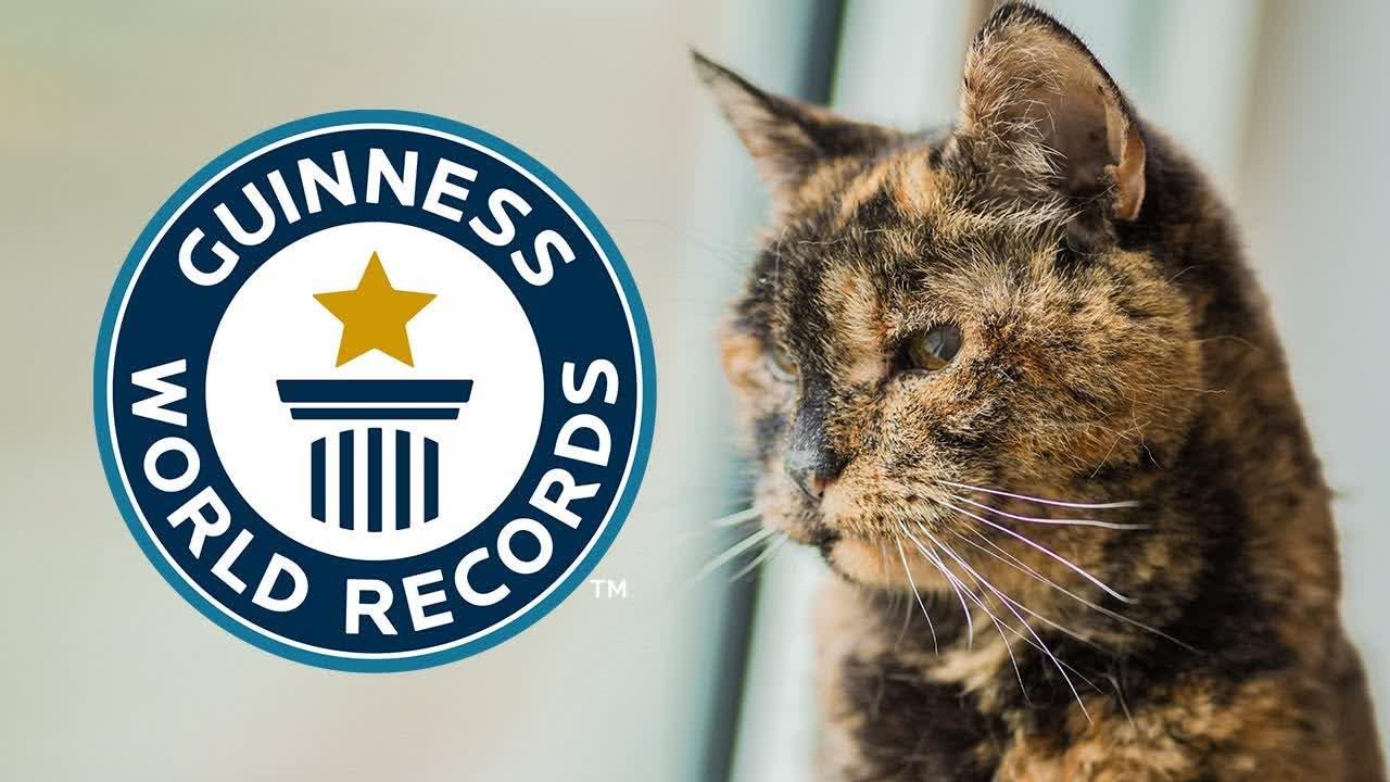 رکورد پیرترین گربه جهان به یک گربه انگلیسی رسید
