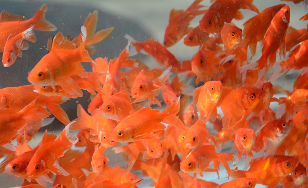 ماهی قرمز با انسان بیماری مشترک دارد؟ | آیا ماهی قرمز می‌تواند بیماری به انسان منتقل کند؟