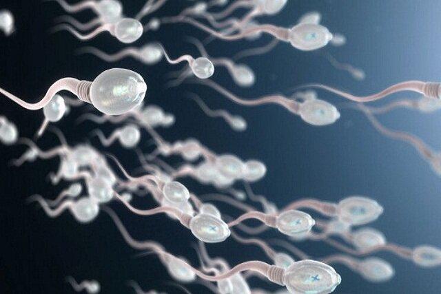 تبدیل سلول‌های بنیادی اسپرم به سلول‌های بنیادی