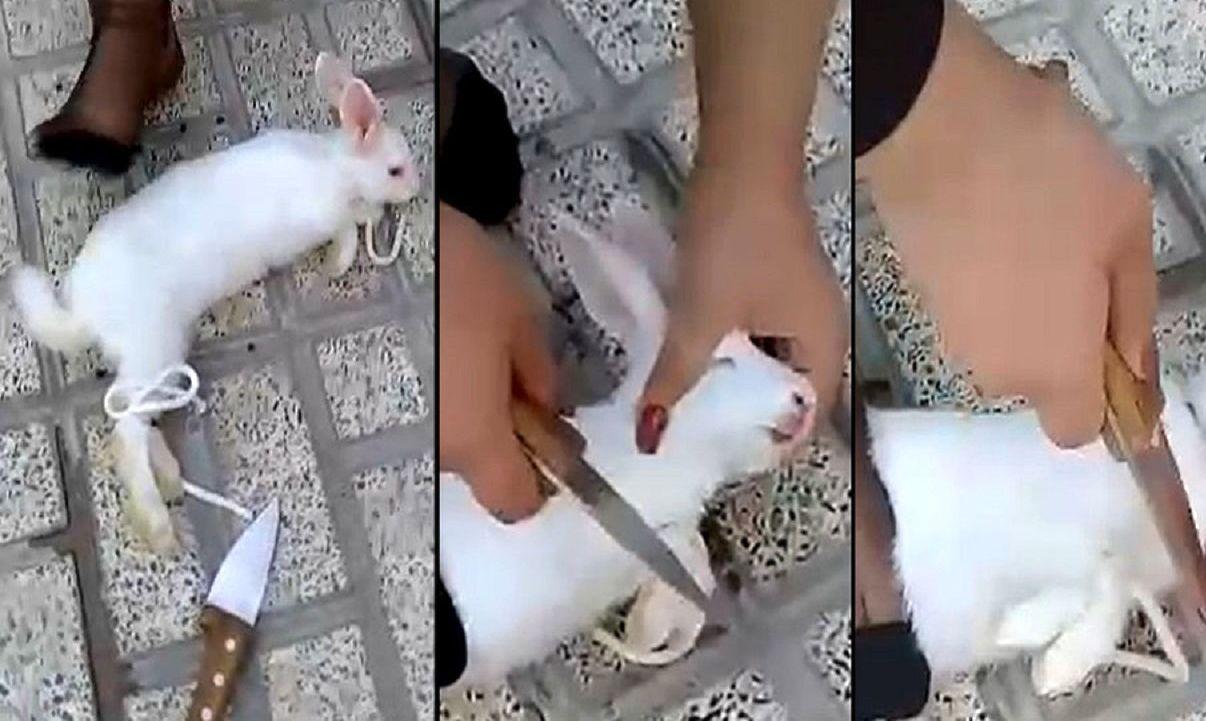 فیلم زجرکش کردن خرگوش توسط این زن ایرانی شیطان صفت