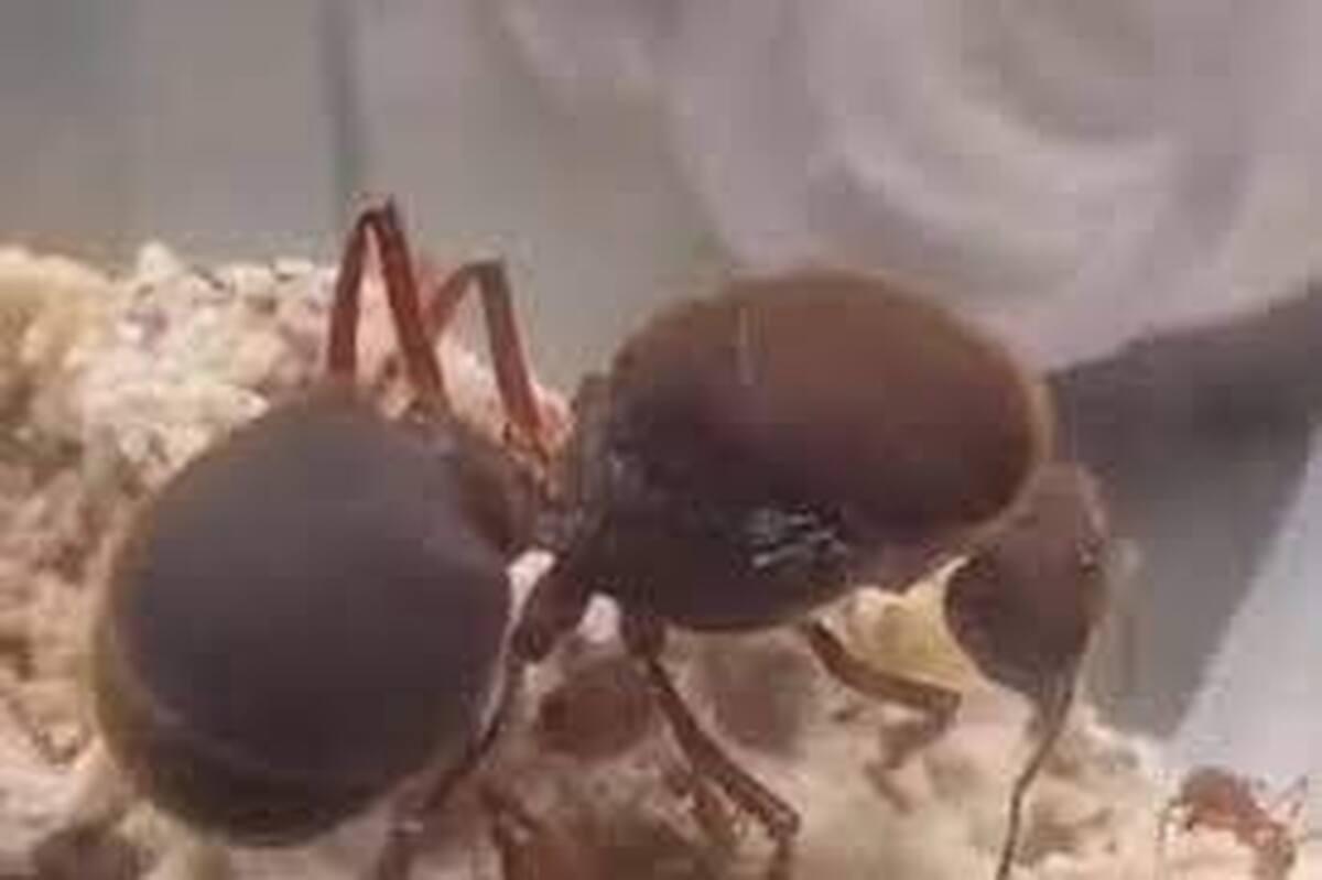 ببینید | بزرگ ترین مورچه روی کره زمین این هیولای ترسناک است+ ویدئو
