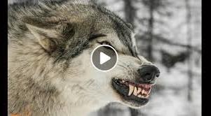 لحظه حمله وحشتناک گرگ ها به شهر چالدران