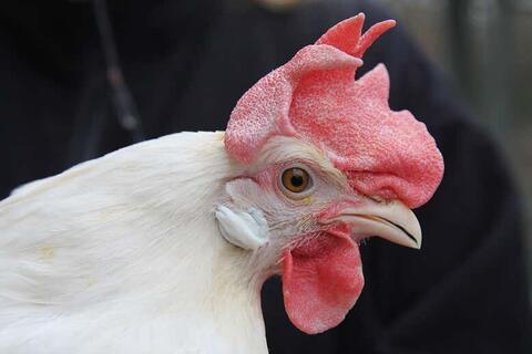 قیمت مرغ در بازار جمعه 3 شهریور ۱۴۰2 | قیمت مرغ پرش ریخت