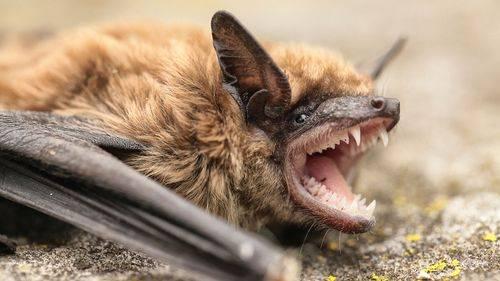 حمله مرگبار خفاش به اعضای یک خانواده