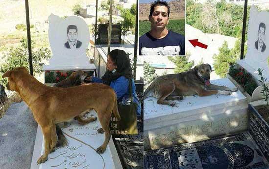 وفاداری سگ حتی بعد از مرگ/اتفاقی عجیب در قبرستان کرج