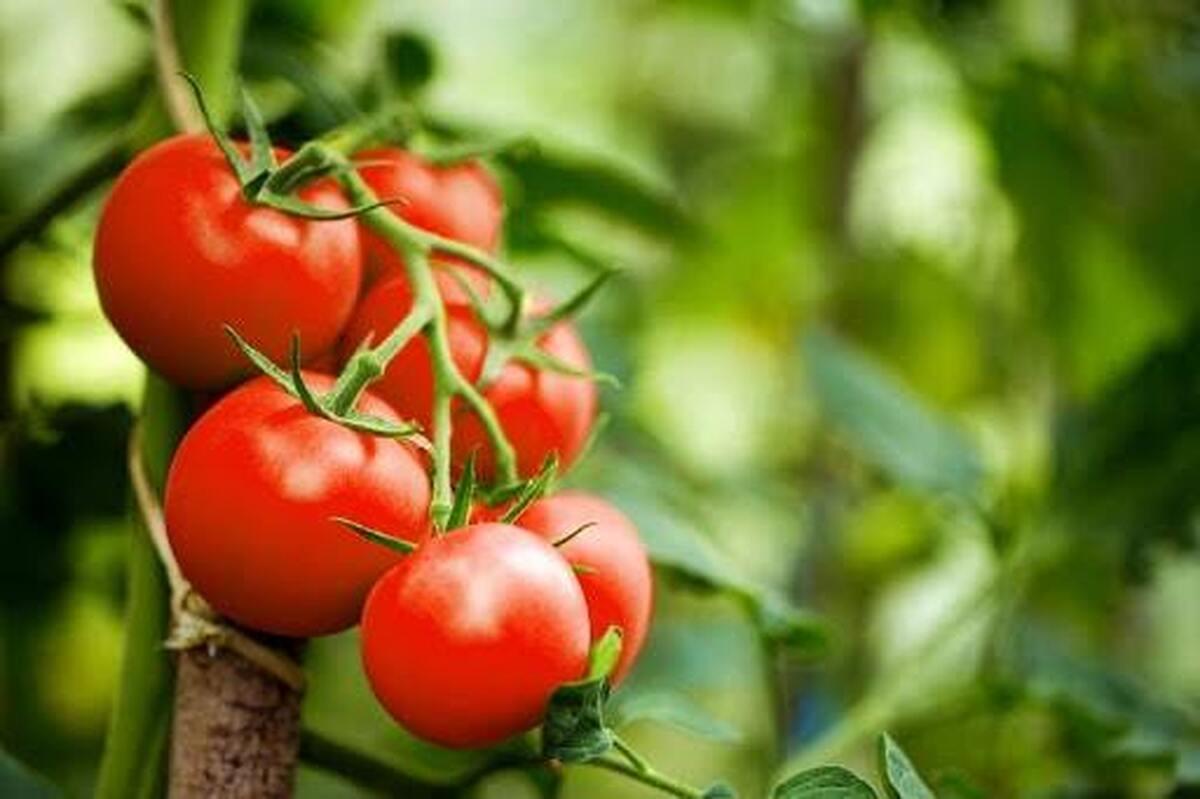 گرانی بی سابقه گوجه‌فرنگی | قیمت فضایی گوجه فرنگی در میادین میوه و تره بار