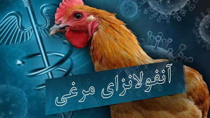 آنفولانزا پرندگان چیست؟ | راه مقابله و پیشگیری از آنفولانزا پرندگان