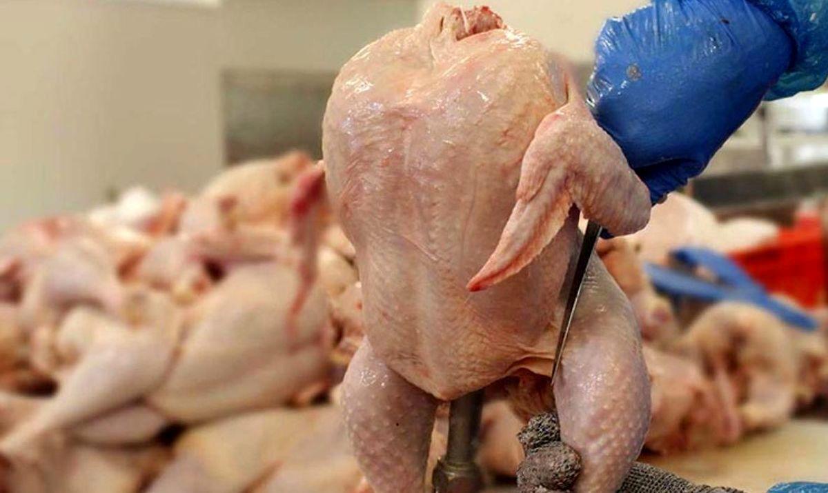 قیمت مرغ کیلویی ۱۰۰ هزارتومان ! | خرید مرغ به آرزو تبدیل می شود؟