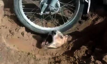 حیوان آزاری که با موتور از روی یک سگ رد می شد دستگیر شد/او لایق بدترین مجازات است!+فیلم دلخراش18+