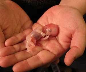 آمار باورنکردنی سقط جنین در جهان!