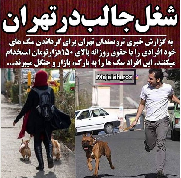 شغل عجیب در تهران! ثروتمندان تهرانی برای خود افرادی را استخدام می کنند تا سگ هایشان را بگردانند و روز 150 هزار تومان صرف این کار می کنند.