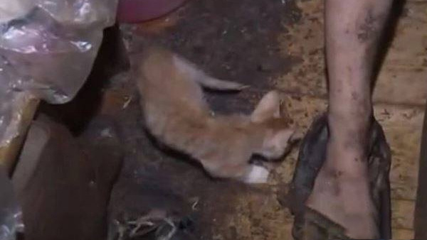 نجات دختر روس از زندگی گربه‌ای